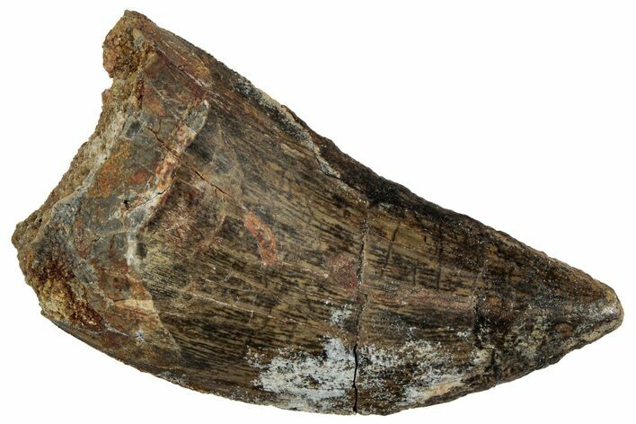 Serrated, Carcharodontosaurus Tooth - Real Dinosaur Tooth #308465